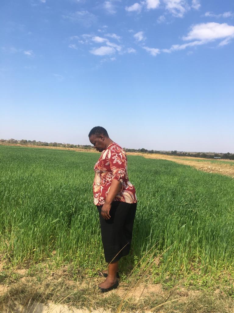 Margaret inspecting a wheat field, which is not doing well because of the conflict on water supply.