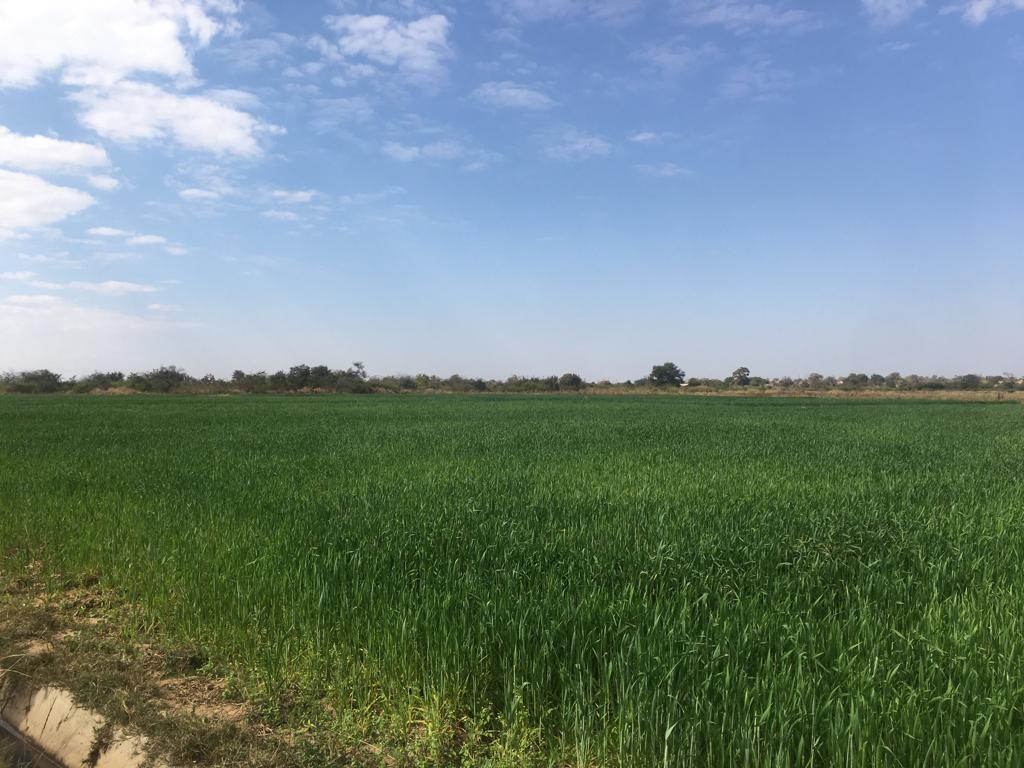 A wheat field in the Midlands Province which has been adequately irrigated thanks to the dialogue efforts.