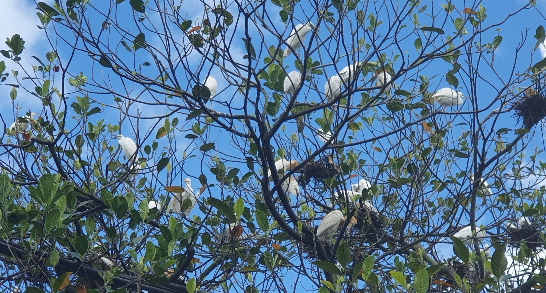 Herons in Petulu village are understood as the returning souls of those who died in 1965.