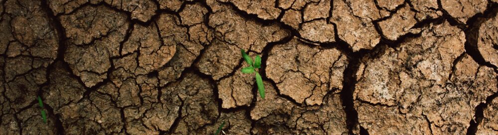 A plant is sprouting from the cracks of a dry, cracked surface.
