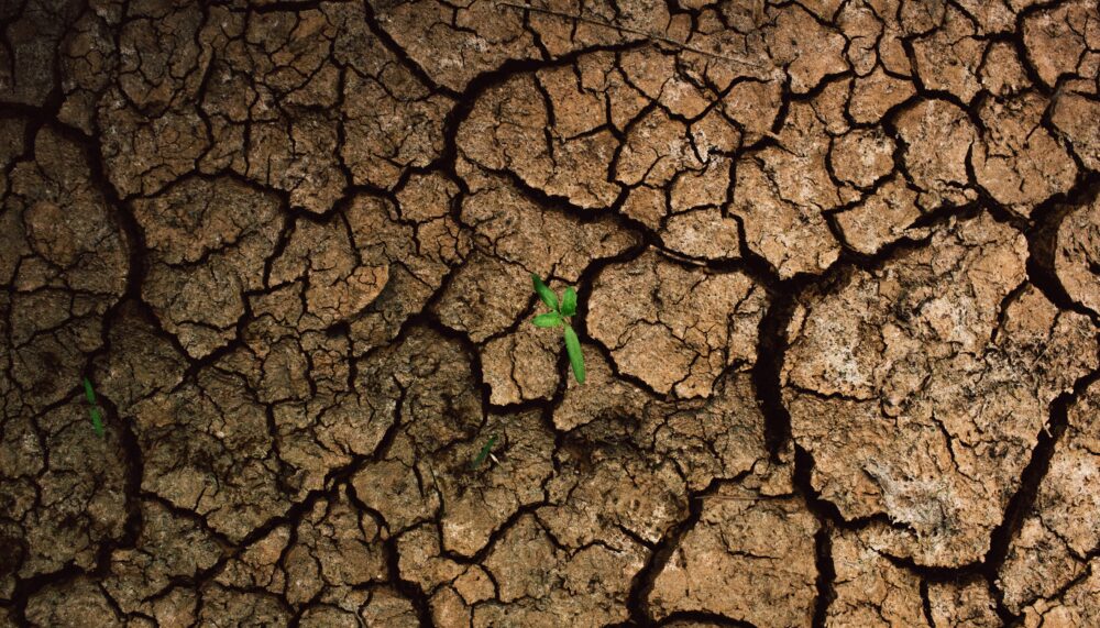 A plant is sprouting from the cracks of a dry, cracked surface.