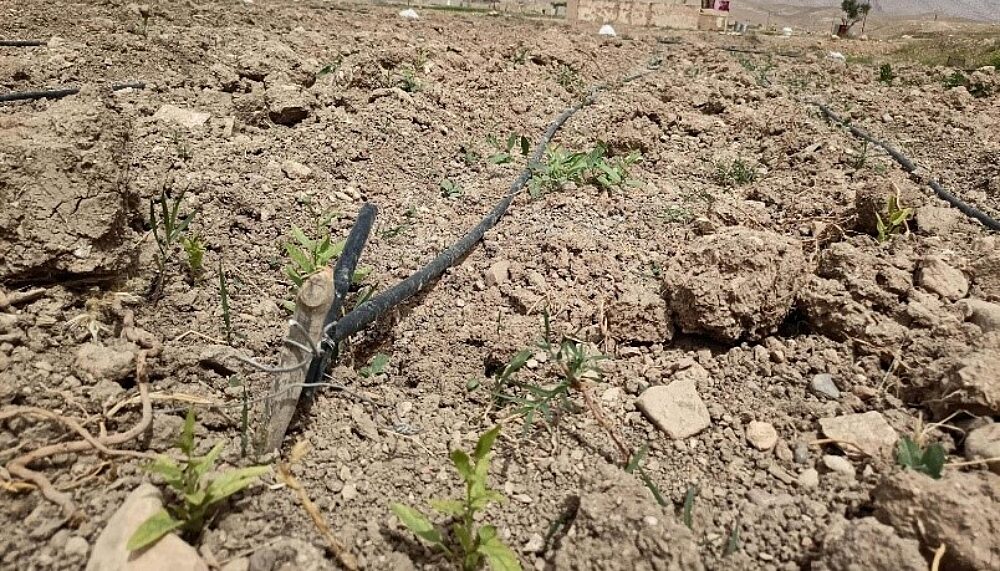 An agricultural field with watering system in Nineveh, Iraq.