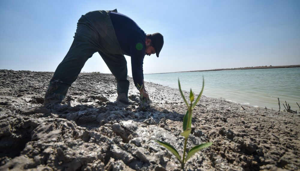 An official plants Mangrov trees against drought caused by climate change and in Basr.