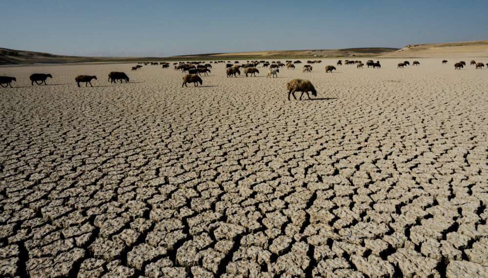 Herds of sheep graze across cracked, dry land in Iraqi Kurdistan.